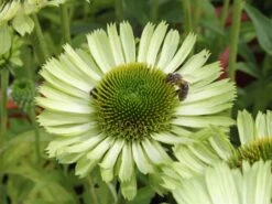 Scheinsonnenhut 'Green Jewel' 15 Scheinsonnenhut 'Green Jewel' -Günstiges Erd Seele Geschäft scheinsonnenhut green jewel m058425 w 0