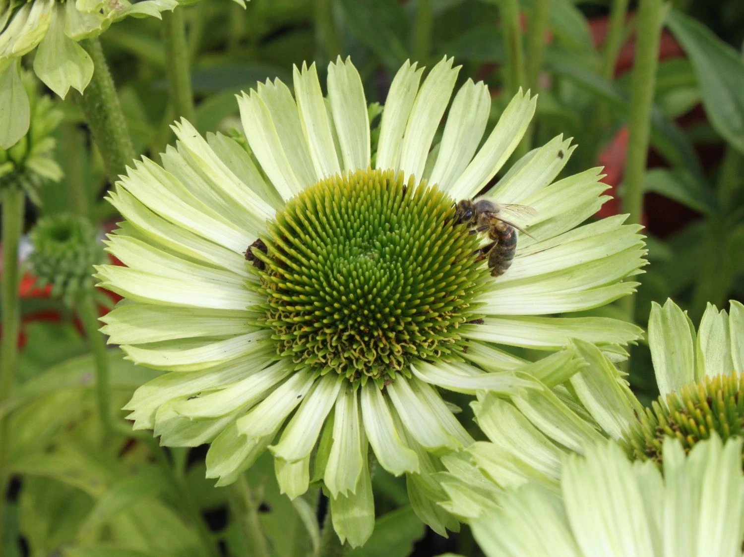 Scheinsonnenhut 'Green Jewel' 5 Scheinsonnenhut 'Green Jewel' – Bild 3