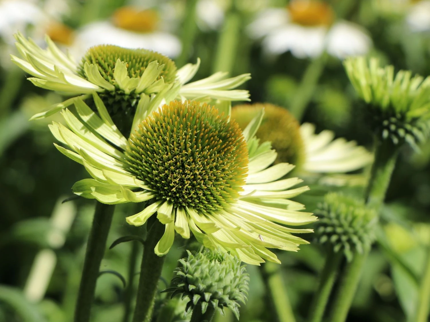 Scheinsonnenhut 'Green Jewel' 13 Scheinsonnenhut 'Green Jewel' – Bild 11