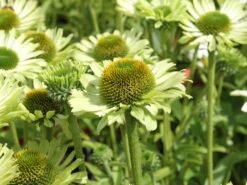 Scheinsonnenhut 'Green Jewel' 16 Scheinsonnenhut 'Green Jewel' -Günstiges Erd Seele Geschäft scheinsonnenhut green jewel m058425 w 2