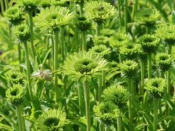 Scheinsonnenhut 'Green Jewel' 21 Scheinsonnenhut 'Green Jewel' -Günstiges Erd Seele Geschäft scheinsonnenhut green jewel m058425 w 3