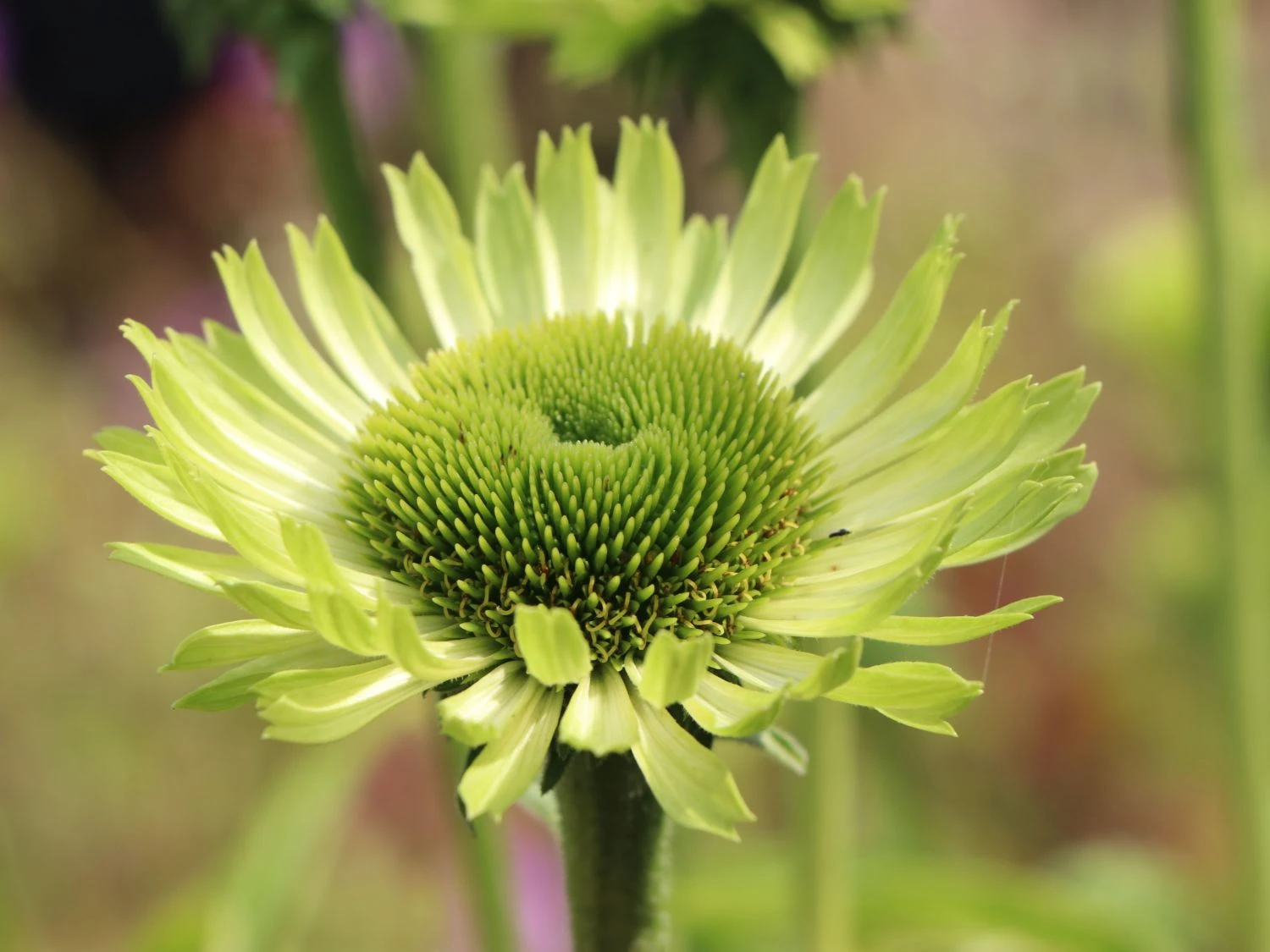 Scheinsonnenhut 'Green Jewel' 7 Scheinsonnenhut 'Green Jewel' – Bild 5