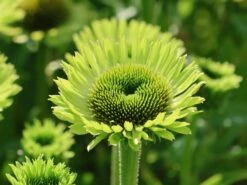 Scheinsonnenhut 'Green Jewel' 14 Scheinsonnenhut 'Green Jewel' -Günstiges Erd Seele Geschäft scheinsonnenhut green jewel m058425 w 5