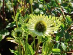 Scheinsonnenhut 'Green Jewel' 22 Scheinsonnenhut 'Green Jewel' -Günstiges Erd Seele Geschäft scheinsonnenhut green jewel m058425 w 6