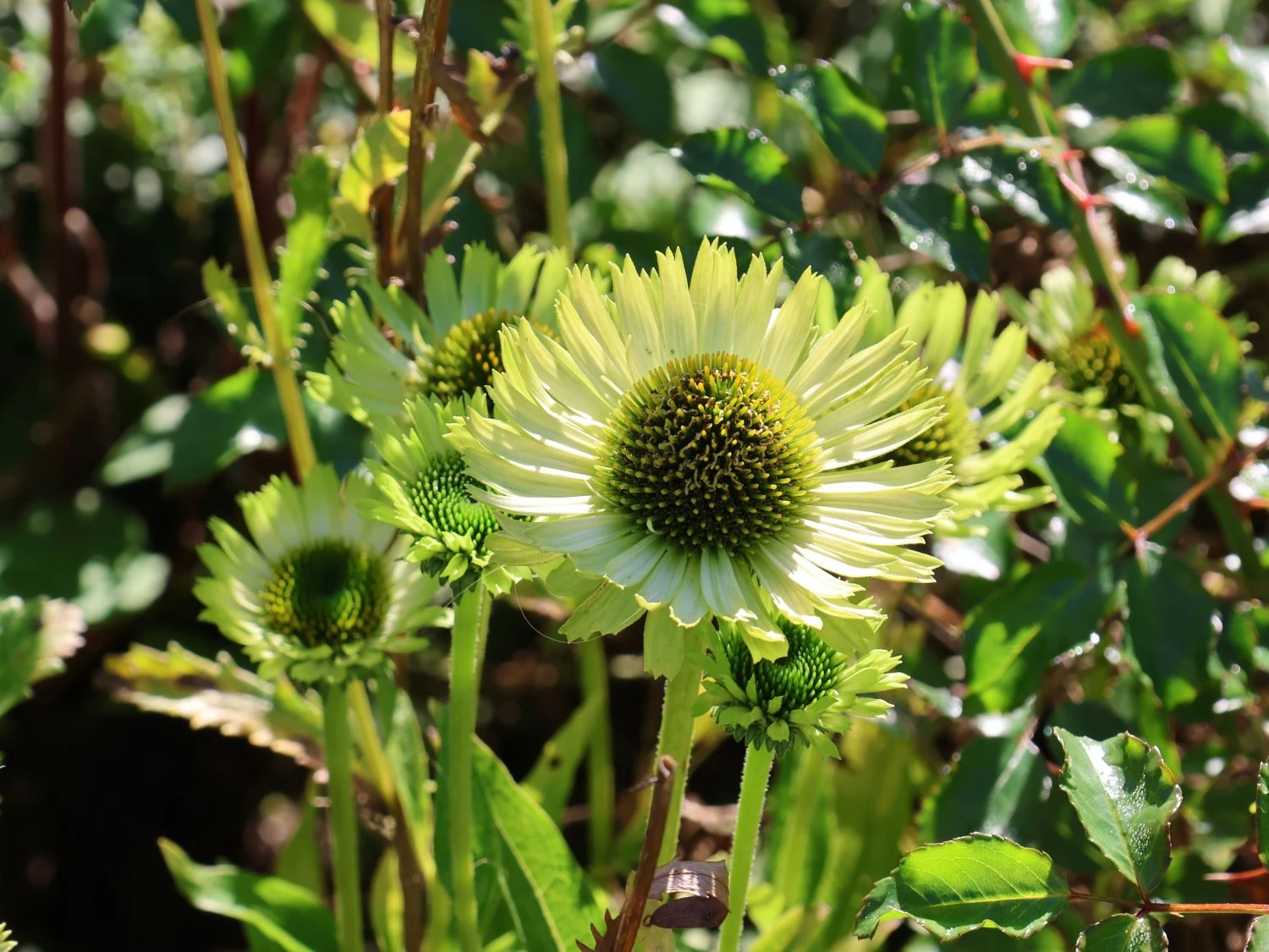 Scheinsonnenhut 'Green Jewel' 12 Scheinsonnenhut 'Green Jewel' – Bild 10