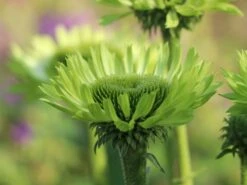 Scheinsonnenhut 'Green Jewel' 18 Scheinsonnenhut 'Green Jewel' -Günstiges Erd Seele Geschäft scheinsonnenhut green jewel m058425 w 7