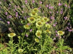 Scheinsonnenhut 'Green Jewel' 20 Scheinsonnenhut 'Green Jewel' -Günstiges Erd Seele Geschäft scheinsonnenhut green jewel m058425 w 8