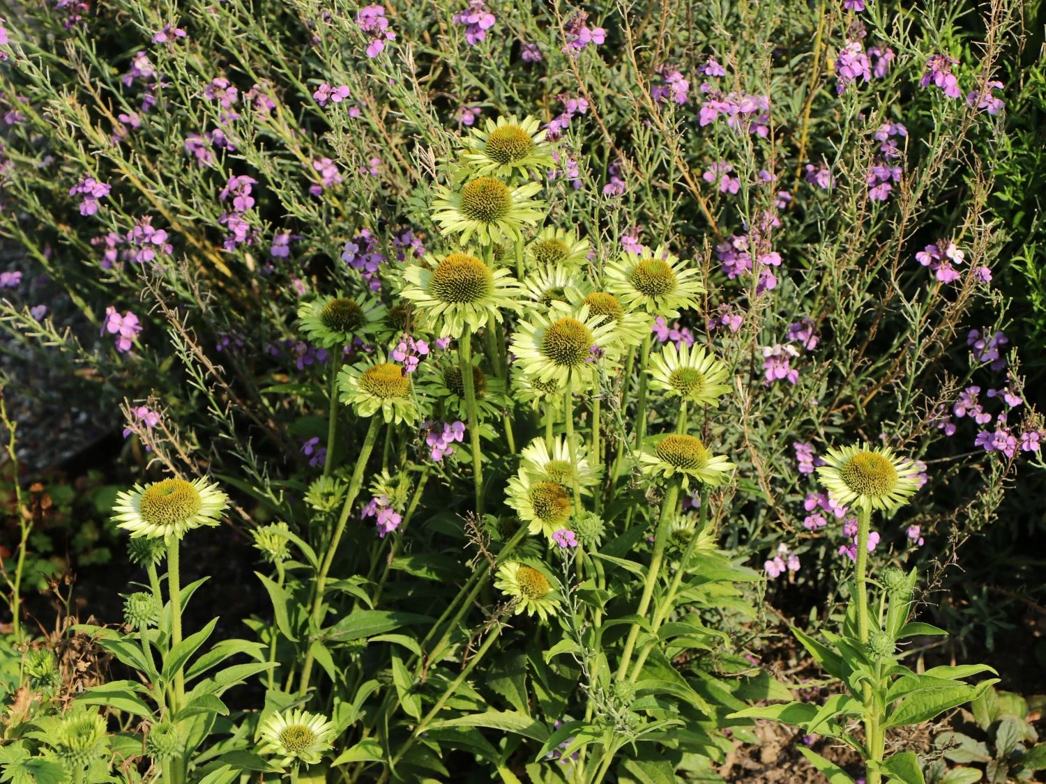 Scheinsonnenhut 'Green Jewel' 10 Scheinsonnenhut 'Green Jewel' – Bild 8