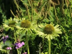 Scheinsonnenhut 'Green Jewel' 19 Scheinsonnenhut 'Green Jewel' -Günstiges Erd Seele Geschäft scheinsonnenhut green jewel m058425 w 9