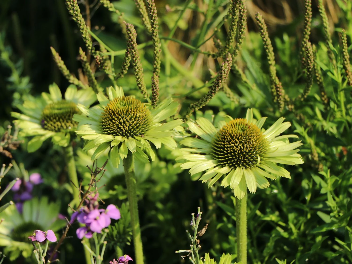 Scheinsonnenhut 'Green Jewel' 9 Scheinsonnenhut 'Green Jewel' – Bild 7