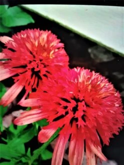 Scheinsonnenhut 'Irresistible' -Günstiges Erd Seele Geschäft scheinsonnenhut irresistible m062088 193676 0