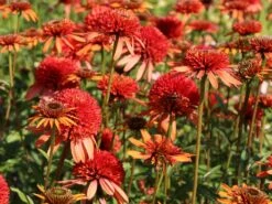 Scheinsonnenhut 'Irresistible' -Günstiges Erd Seele Geschäft scheinsonnenhut irresistible m062088 w 0