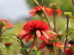 Scheinsonnenhut 'Irresistible' -Günstiges Erd Seele Geschäft scheinsonnenhut irresistible m062088 w 1