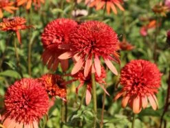 Scheinsonnenhut 'Irresistible' -Günstiges Erd Seele Geschäft scheinsonnenhut irresistible m062088 w 2