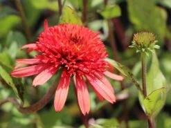 Scheinsonnenhut 'Irresistible' -Günstiges Erd Seele Geschäft scheinsonnenhut irresistible m062088 w 3