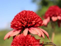 Scheinsonnenhut 'Irresistible' -Günstiges Erd Seele Geschäft scheinsonnenhut irresistible m062088 w 4