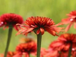 Scheinsonnenhut 'Irresistible' -Günstiges Erd Seele Geschäft scheinsonnenhut irresistible m062088 w 5