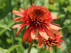 Scheinsonnenhut 'Irresistible' -Günstiges Erd Seele Geschäft scheinsonnenhut irresistible m062088 w 6