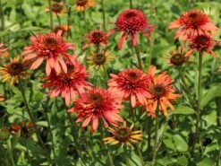 Scheinsonnenhut 'Irresistible' -Günstiges Erd Seele Geschäft scheinsonnenhut irresistible m062088 w 7