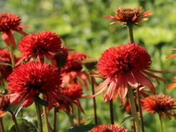 Scheinsonnenhut 'Irresistible' -Günstiges Erd Seele Geschäft scheinsonnenhut irresistible m062088 w 8