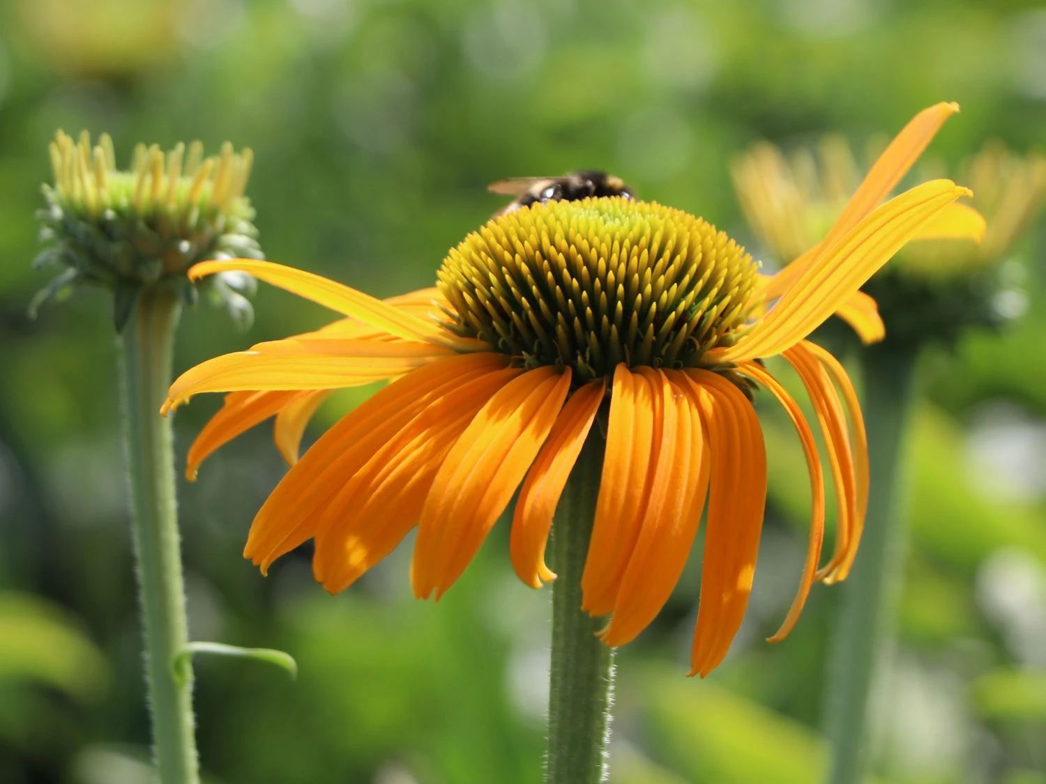 Scheinsonnenhut 'Now Cheesier' 4 Scheinsonnenhut 'Now Cheesier' – Bild 2