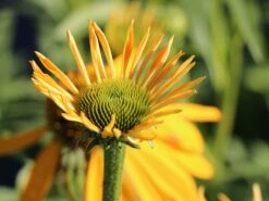 Scheinsonnenhut 'Now Cheesier' 12 Scheinsonnenhut 'Now Cheesier' -Günstiges Erd Seele Geschäft scheinsonnenhut now cheesier m062095 w 1