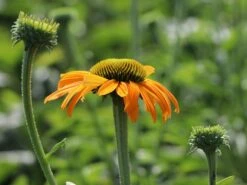 Scheinsonnenhut 'Now Cheesier' 14 Scheinsonnenhut 'Now Cheesier' -Günstiges Erd Seele Geschäft scheinsonnenhut now cheesier m062095 w 2