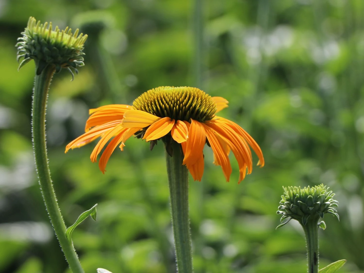 Scheinsonnenhut 'Now Cheesier' 7 Scheinsonnenhut 'Now Cheesier' – Bild 5