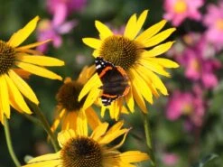 Scheinsonnenhut 'Now Cheesier' 17 Scheinsonnenhut 'Now Cheesier' -Günstiges Erd Seele Geschäft scheinsonnenhut now cheesier m062095 w 3