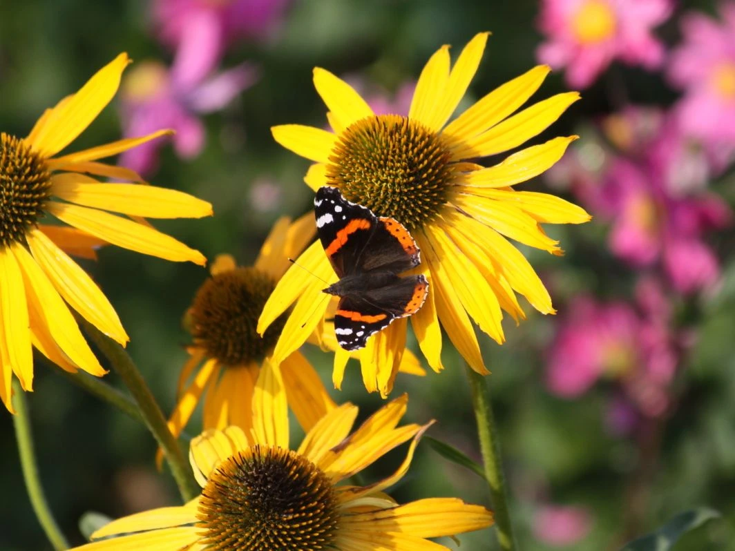 Scheinsonnenhut 'Now Cheesier' 10 Scheinsonnenhut 'Now Cheesier' – Bild 8