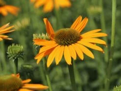 Scheinsonnenhut 'Now Cheesier' 13 Scheinsonnenhut 'Now Cheesier' -Günstiges Erd Seele Geschäft scheinsonnenhut now cheesier m062095 w 4