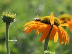 Scheinsonnenhut 'Now Cheesier' 16 Scheinsonnenhut 'Now Cheesier' -Günstiges Erd Seele Geschäft scheinsonnenhut now cheesier m062095 w 5