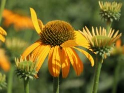 Scheinsonnenhut 'Now Cheesier' 15 Scheinsonnenhut 'Now Cheesier' -Günstiges Erd Seele Geschäft scheinsonnenhut now cheesier m062095 w 6