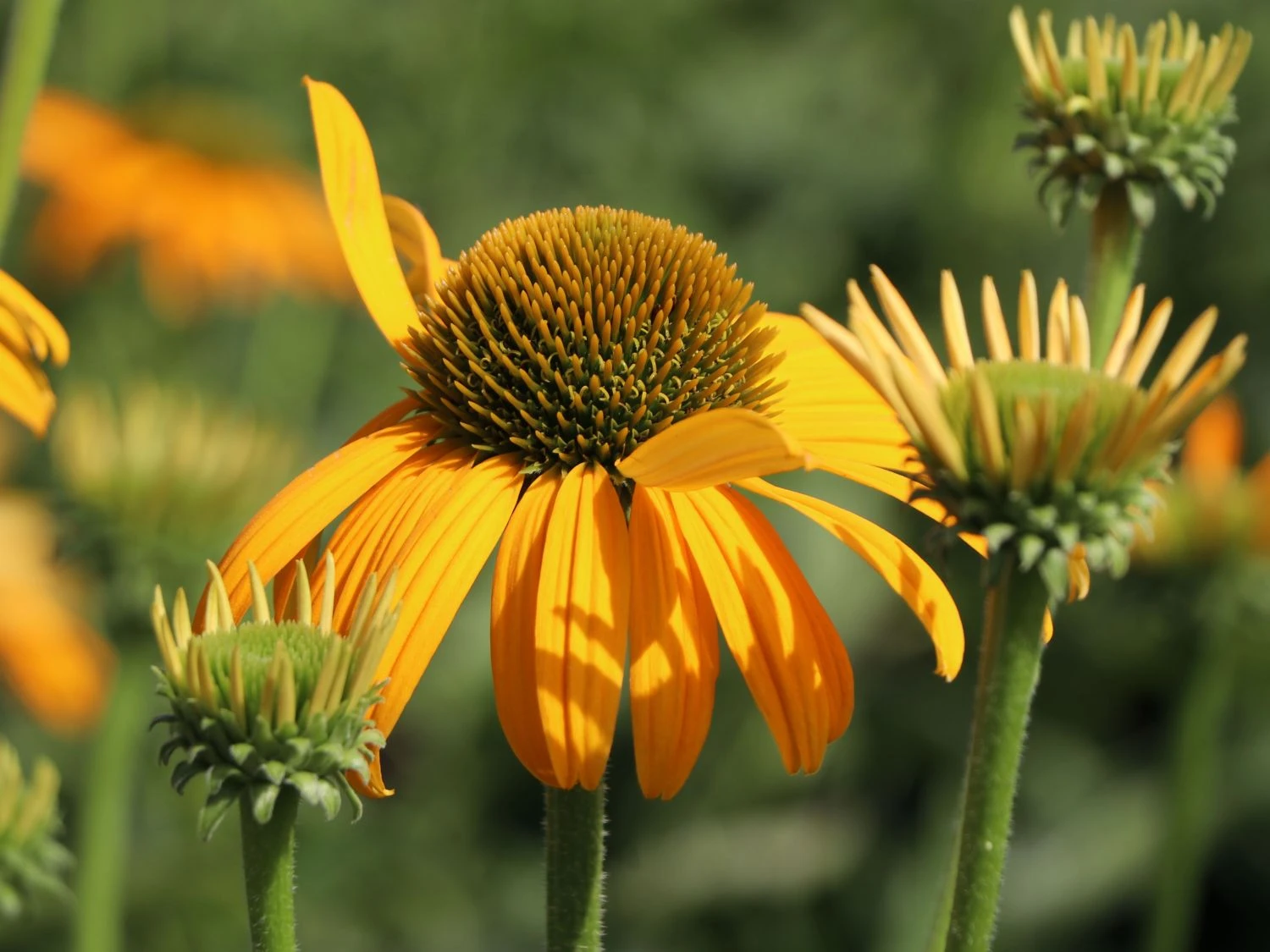 Scheinsonnenhut 'Now Cheesier' 8 Scheinsonnenhut 'Now Cheesier' – Bild 6