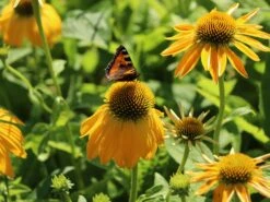 Scheinsonnenhut 'Prairie Blaze Yellow' -Günstiges Erd Seele Geschäft scheinsonnenhut prairie blaze yellow m121524 w 0