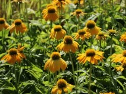 Scheinsonnenhut 'Prairie Blaze Yellow' -Günstiges Erd Seele Geschäft scheinsonnenhut prairie blaze yellow m121524 w 1