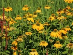 Scheinsonnenhut 'Prairie Blaze Yellow' -Günstiges Erd Seele Geschäft scheinsonnenhut prairie blaze yellow m121524 w 2