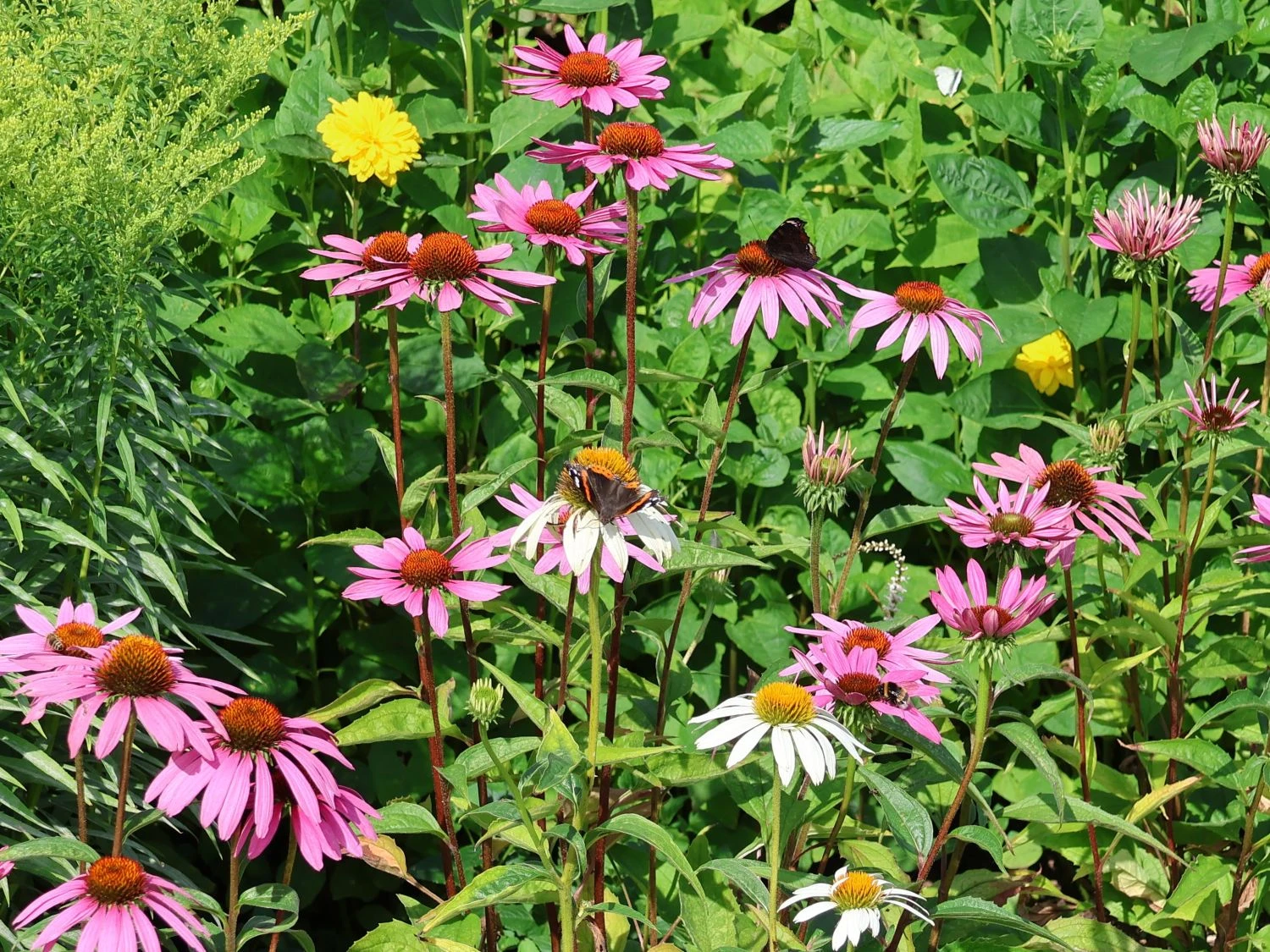 Scheinsonnenhut 'Purple Prairie' 13 Scheinsonnenhut 'Purple Prairie' – Bild 11