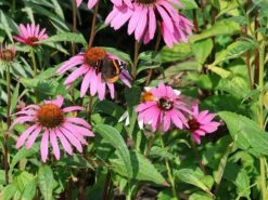 Scheinsonnenhut 'Purple Prairie' 20 Scheinsonnenhut 'Purple Prairie' -Günstiges Erd Seele Geschäft scheinsonnenhut purple prairie m079840 w 1
