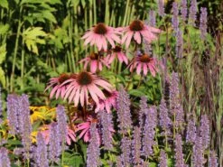 Scheinsonnenhut 'Purple Prairie' 17 Scheinsonnenhut 'Purple Prairie' -Günstiges Erd Seele Geschäft scheinsonnenhut purple prairie m079840 w 10