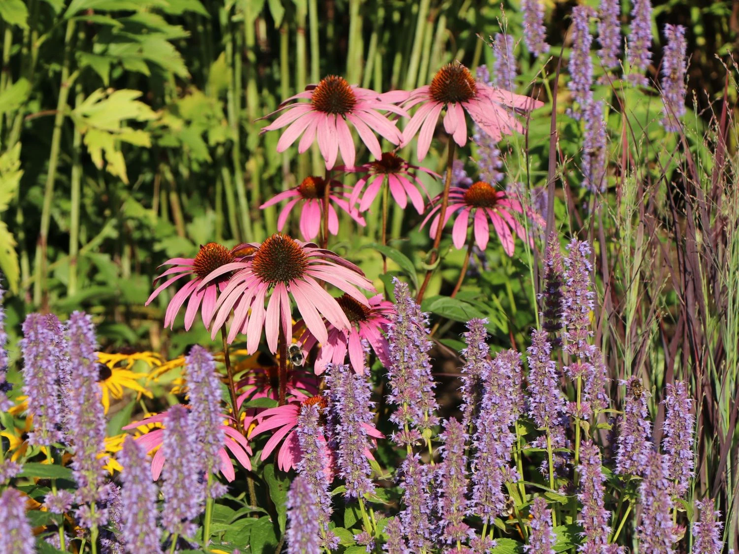 Scheinsonnenhut 'Purple Prairie' 7 Scheinsonnenhut 'Purple Prairie' – Bild 5