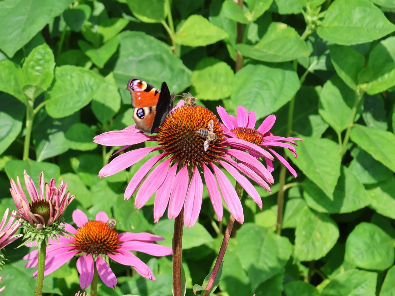 Scheinsonnenhut 'Purple Prairie' 5 Scheinsonnenhut 'Purple Prairie' – Bild 3