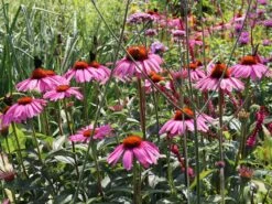 Scheinsonnenhut 'Purple Prairie' 16 Scheinsonnenhut 'Purple Prairie' -Günstiges Erd Seele Geschäft scheinsonnenhut purple prairie m079840 w 4