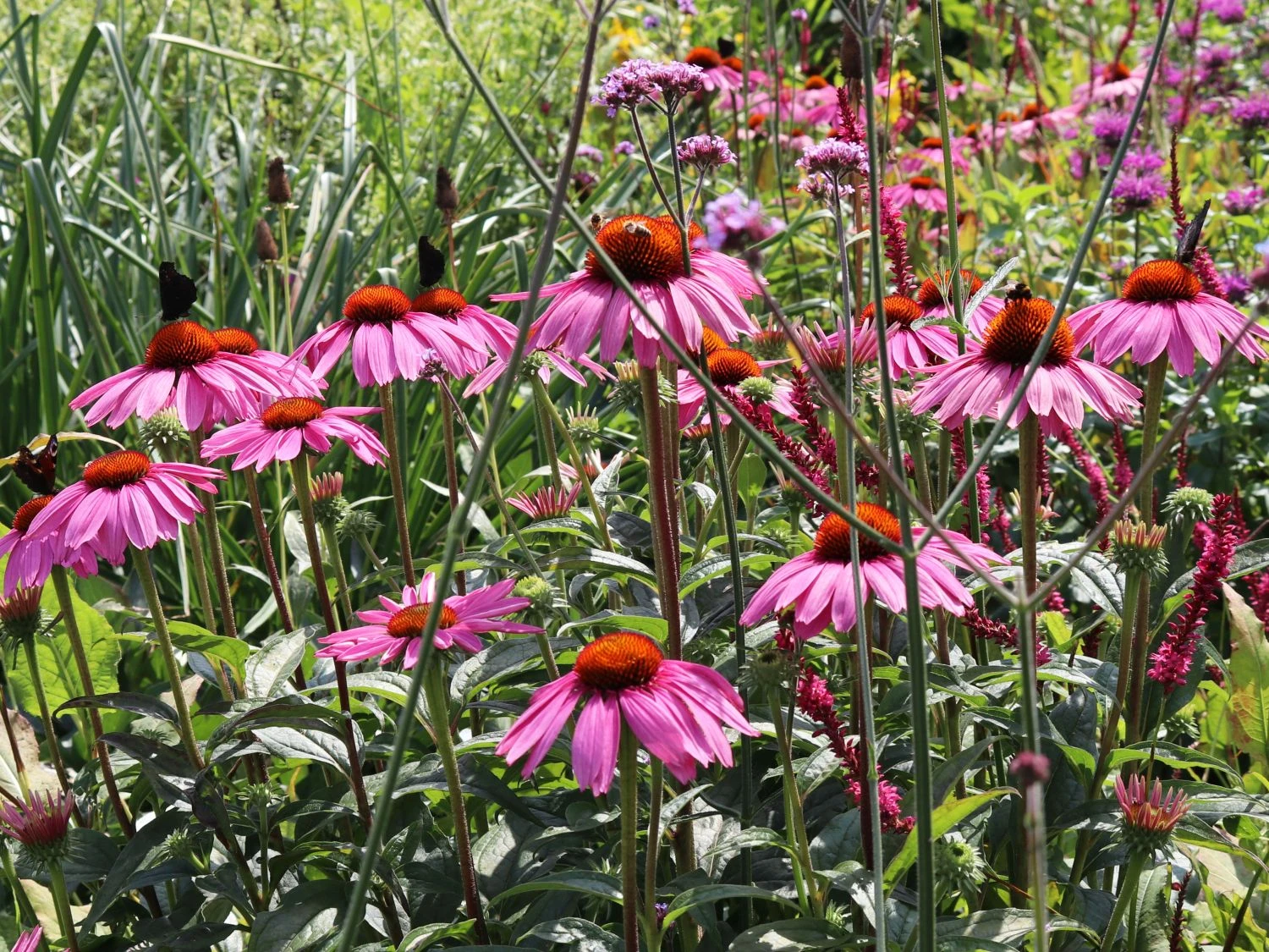 Scheinsonnenhut 'Purple Prairie' 6 Scheinsonnenhut 'Purple Prairie' – Bild 4