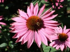 Scheinsonnenhut 'Purple Prairie' 19 Scheinsonnenhut 'Purple Prairie' -Günstiges Erd Seele Geschäft scheinsonnenhut purple prairie m079840 w 5