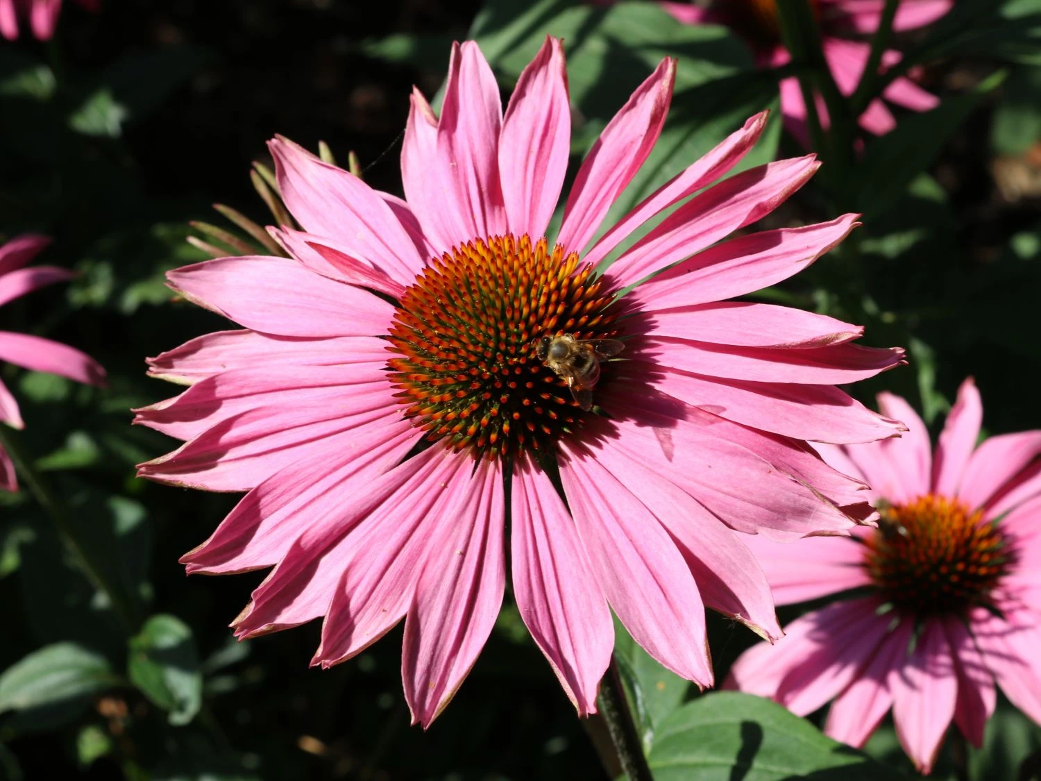 Scheinsonnenhut 'Purple Prairie' 9 Scheinsonnenhut 'Purple Prairie' – Bild 7