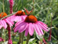 Scheinsonnenhut 'Purple Prairie' 14 Scheinsonnenhut 'Purple Prairie' -Günstiges Erd Seele Geschäft scheinsonnenhut purple prairie m079840 w 6