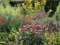 Scheinsonnenhut 'Purple Prairie' 21 Scheinsonnenhut 'Purple Prairie' -Günstiges Erd Seele Geschäft scheinsonnenhut purple prairie m079840 w 7