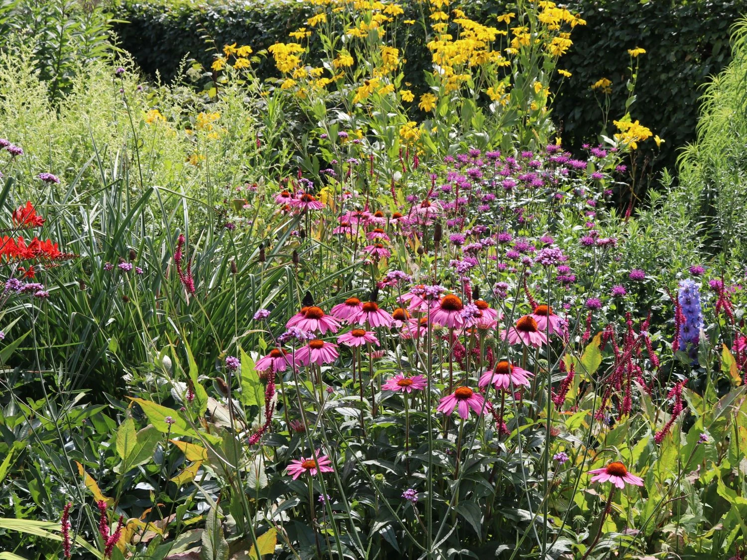 Scheinsonnenhut 'Purple Prairie' 11 Scheinsonnenhut 'Purple Prairie' – Bild 9