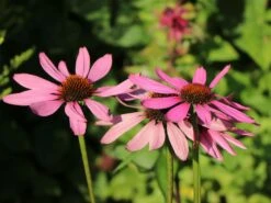 Scheinsonnenhut 'Purple Prairie' 18 Scheinsonnenhut 'Purple Prairie' -Günstiges Erd Seele Geschäft scheinsonnenhut purple prairie m079840 w 9